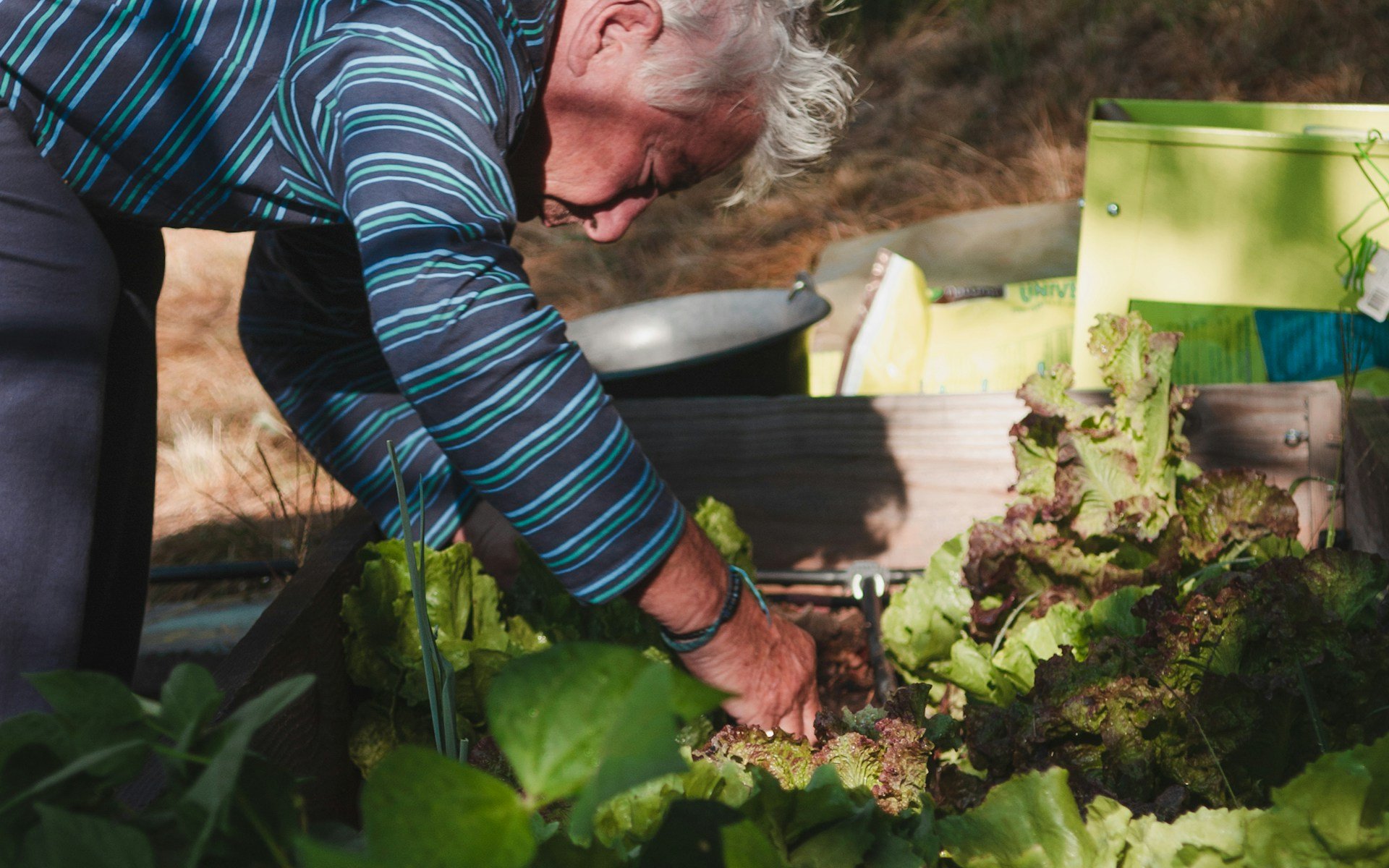 Occupational therapy Gold Coast helps everyday independence, an older man tending his garden bed outdoors at home